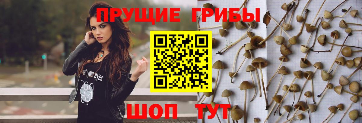 Галлюциногенные грибы Psilocybine cubensis Георгиевск
